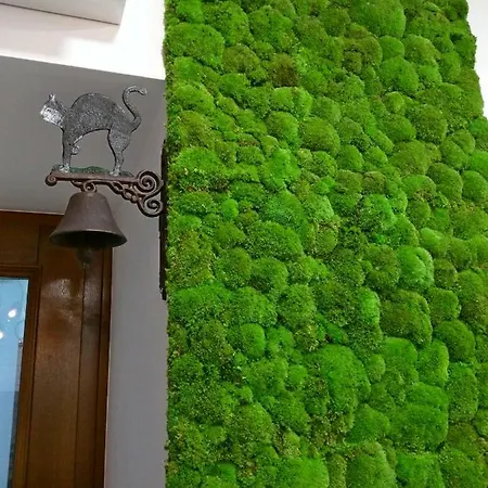 Starowislna كراكوفيا